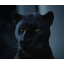 Logo von MAXIKraft Kran- und Schwerlastlogistik